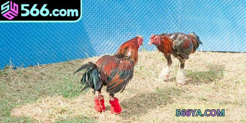 Sảnh đá gà 566 được ghi nhận khá tốt hiện nay