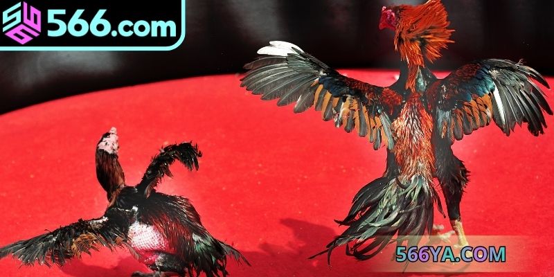 Học cách quan sát chiến kê sử dụng đòn chân