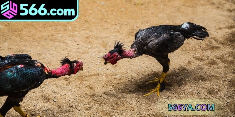 Sảnh game được đánh giá với nhiều ưu điểm đặc biệt