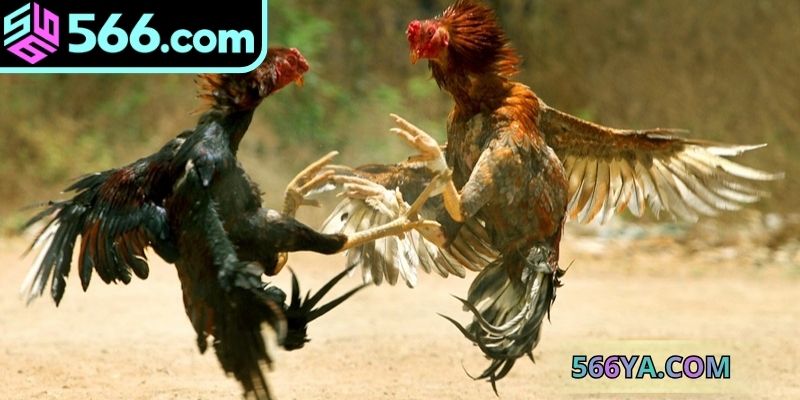 Bật mí những bí quyết soi kèo đá gà online campuchia