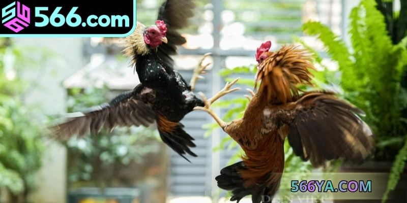 Cách nhận diện kê chiến đem đến thắng lợi lớn