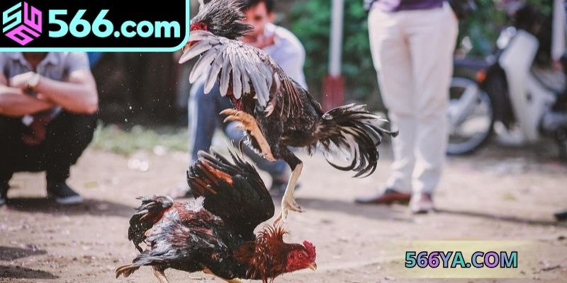 Tìm hiểu chi tiết sức hấp dẫn của đá gà online campuchia