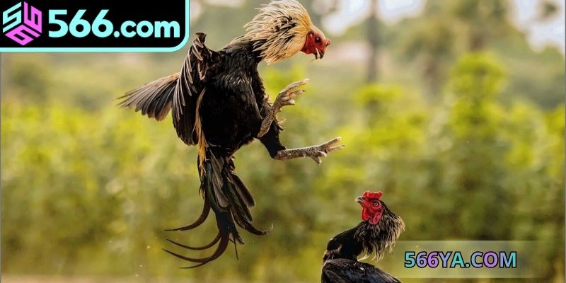 Các loại hình đá gà online game được yêu thích nhất