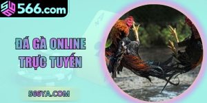 Đá Gà Online Trực Tuyến - Nền Tảng Uy Tín Nhất Châu Á