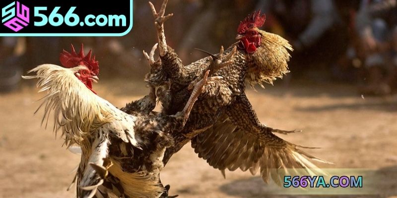 Các dạng đá gà online trực tuyến chính thức