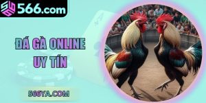 Đá Gà Online Uy Tín - Sân Chơi Giải Trí Số 1 Châu Á