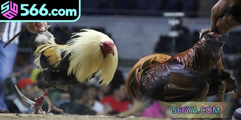 Hướng dẫn chi tiết cách tham gia đá gà online uy tín