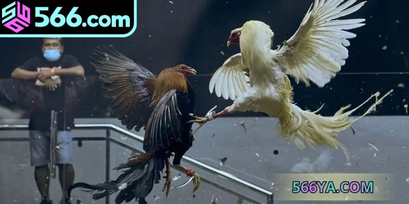 Khám phá loại hình chọi kê có cựa thú vị