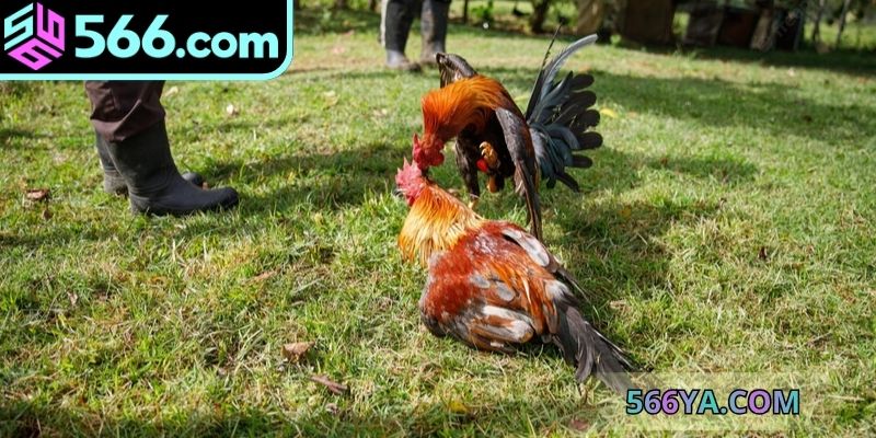 Lý do vì sao nên chơi đá gà online uy tín ở nhà cái